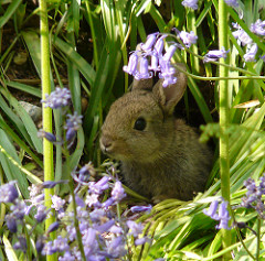 Bunny rabbit