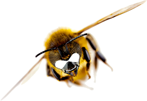 Drupal Bee
