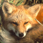 Foxhaven's picture