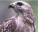 GreyHawk's picture